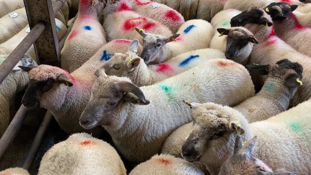 Sheep kill: 74,000 fewer spring lambs killed in 2023