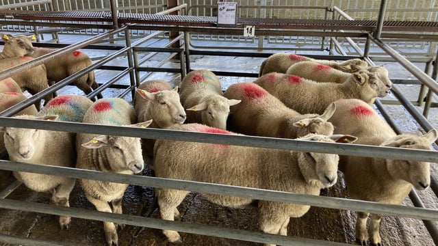 Improved trade on last week at sales on Monday as lambs hit €193/head at Corrin
