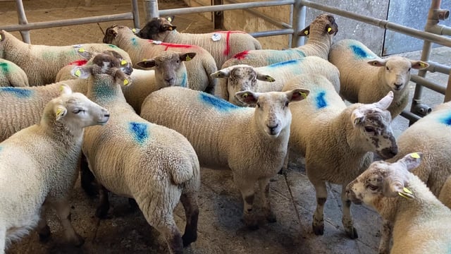 Quotes for spring lambs at 630-635p/kg in NI
