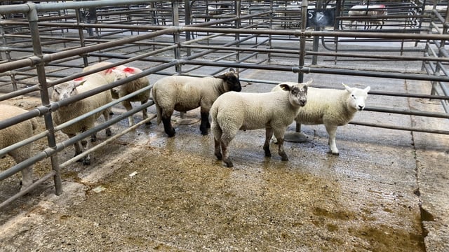 Sheep kill: Spring lamb throughput back 24% on this time last year