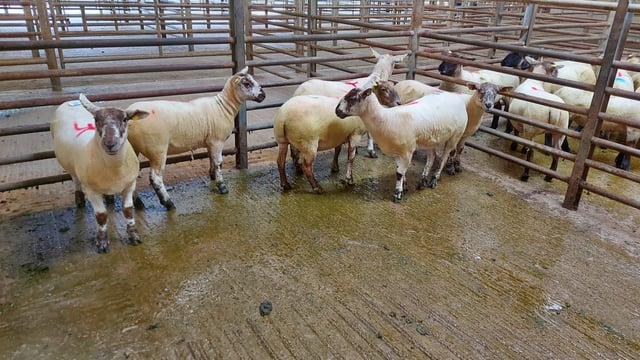 Pics: Early signs look positive as ewe hoggets top €234 at Enniscorthy
