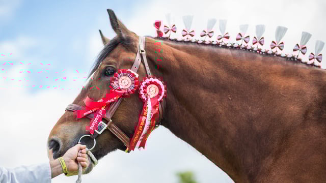 Royal Highland Showcase reveals equestrian entry figures