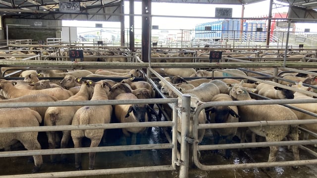 Sheep trade: Prices hold at some sites and fall at others