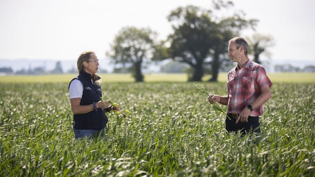 Glanbia seeks additional gluten-free oat growers