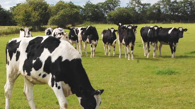 Is contract rearing heifers more viable due to the nitrates banding?