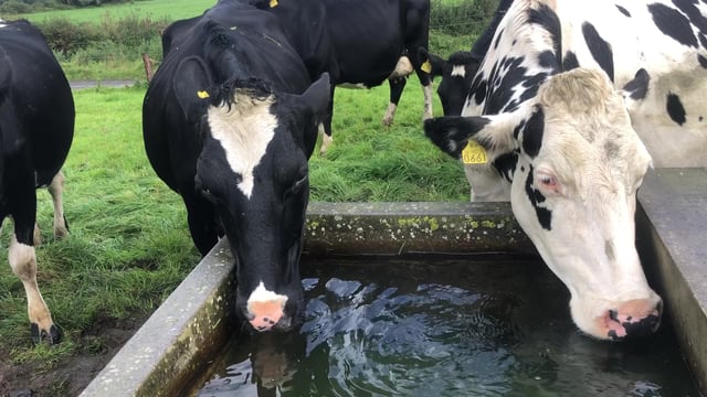 Grazing infrastructure: Does your water system need upgrading?