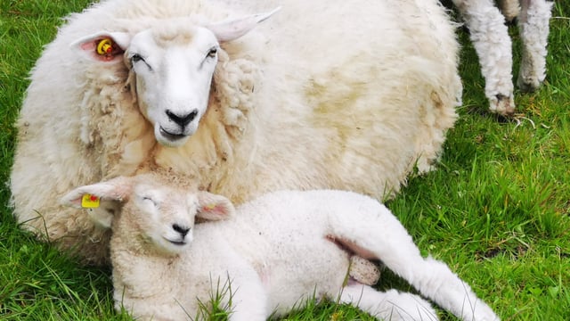 Donegal Yarn secured as wool group's first customer