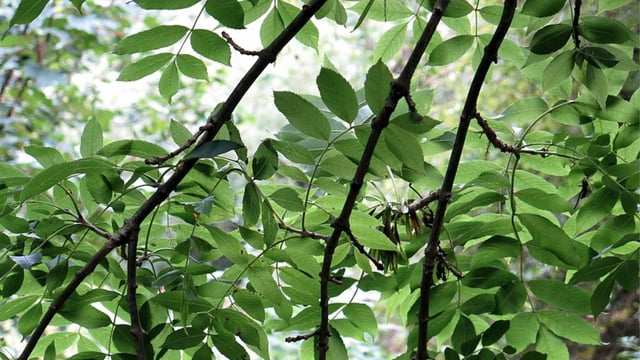 Ash dieback conference set for Tipperary tomorrow