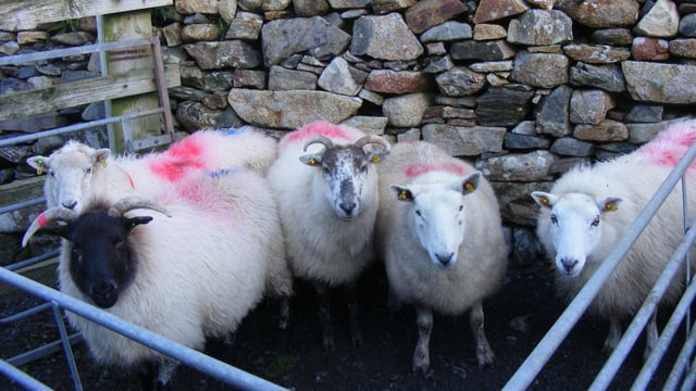 Cladoir Sheep Conservation Project launched in Connemara
