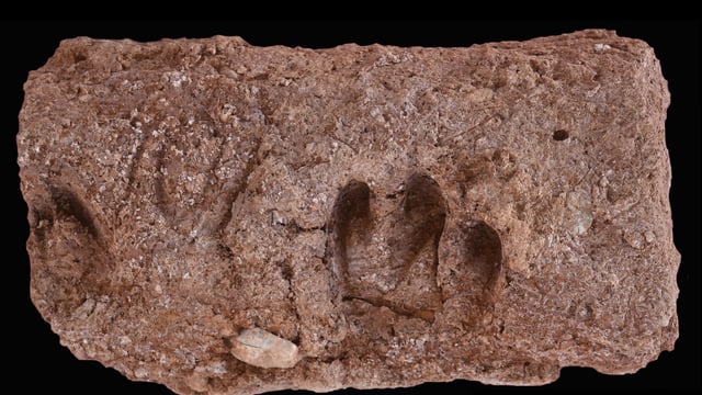 Ancient goat DNA offers insight into genetic legacy of agriculture