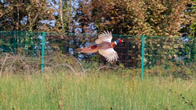 90% of assembly's recommendations on biodiversity 'in progress'