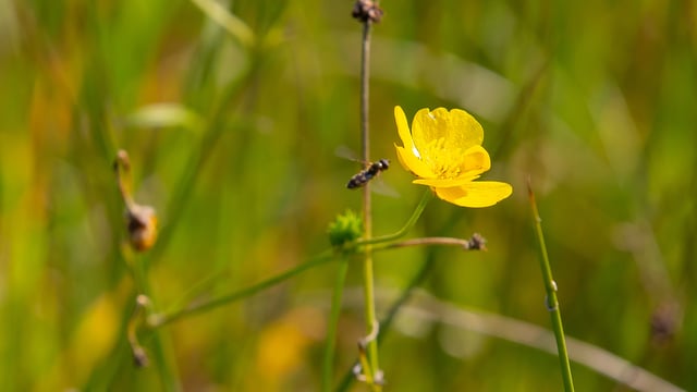 200 events planned for National Biodiversity Week