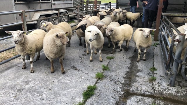Sheep kill: Spring lamb throughput breaks 40,000