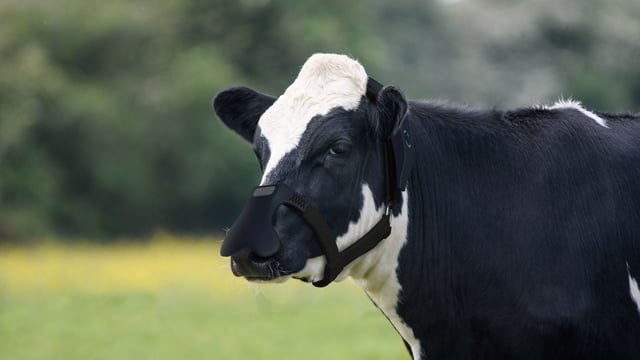 Tackling emissions through methane-busting masks for cows