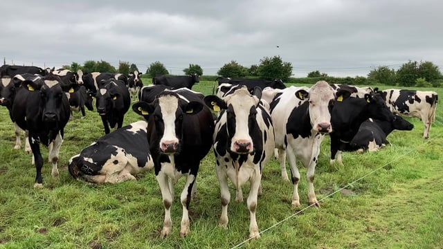 Calls for DAERA to introduce further measures to eradicate BVD
