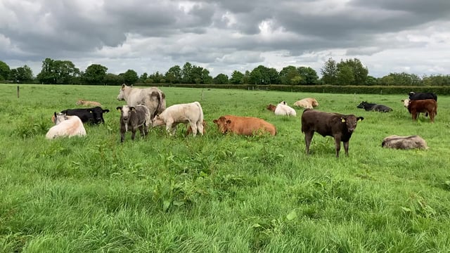 Parasite control: Do calves need a worm dose yet?