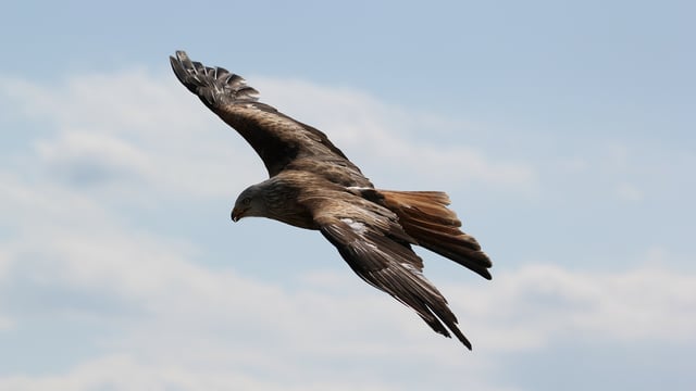 Wildlife crime needs to be 'tackled head on'