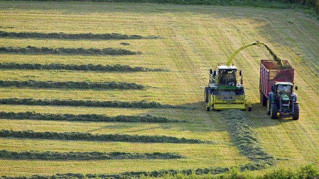 Importance of harvesting high-quality silage in 2022