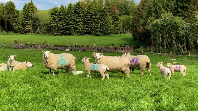 Keeping good quality grass in front of lambs and taking out surplus grass