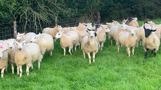 Prices for Irish lamb dropped by 5% for farmers in 2023