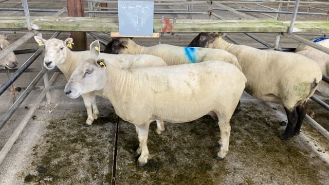 Sheep marts: Trade for cull ewes ramps up at many sales, as prices breach €200/head
