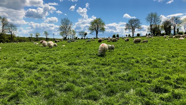 Report: Breeding ewe numbers expected to show 'decline' last year