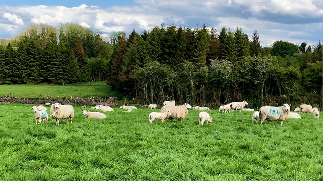 Treating sheep for worms? Here are some actions that you should take