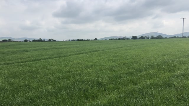 Keeping on top of grass quality