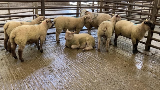 Northern sheep trade: 30-55p/kg hit in prices for lambs