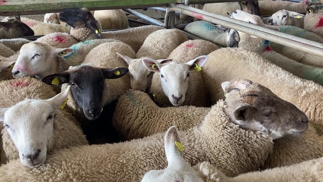 Pics from the mart: Lambs top €170/head at Athenry on Monday