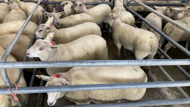 Northern sheep trade: Lamb prices take a 15-20p/kg hit
