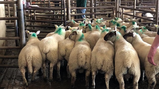 Sheep trade update: A further 30-40c/kg wiped off lamb prices for tomorrow