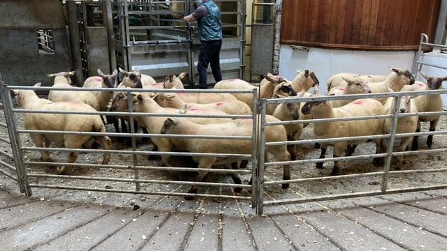 'Deals to €6.50/kg being secured' despite attempts by factories to reduce prices