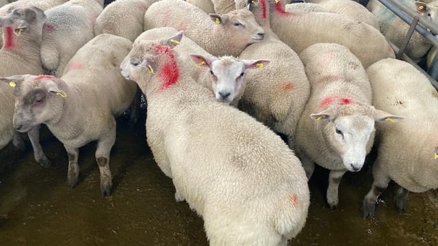 Sheep kill: Spring lamb throughput hits over 43,500 head last week