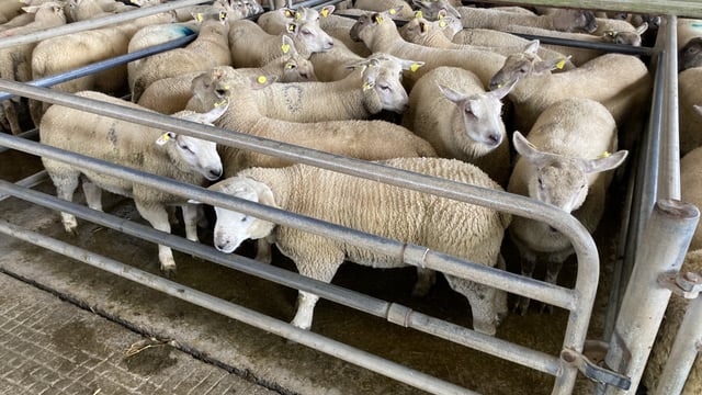 Significant lamb price drop in NI is 'very unreasonable' - UFU