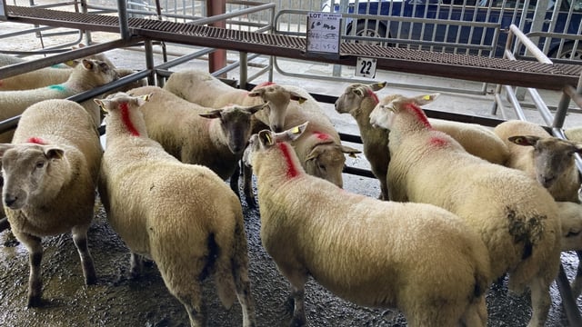 Pics from the mart: Lambs make up to €159/head at Roscommon