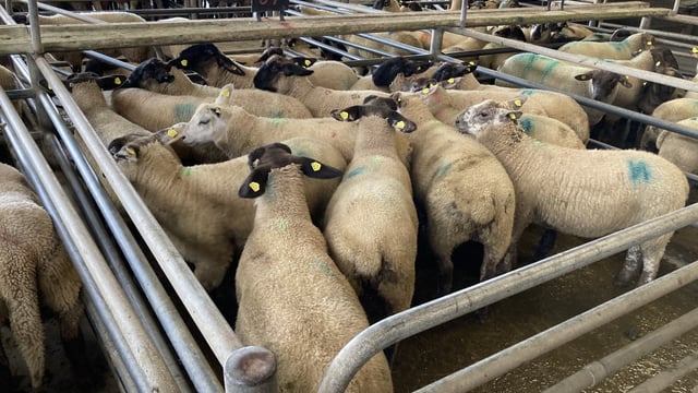 Exports of sheepmeat from the UK down 18% in April