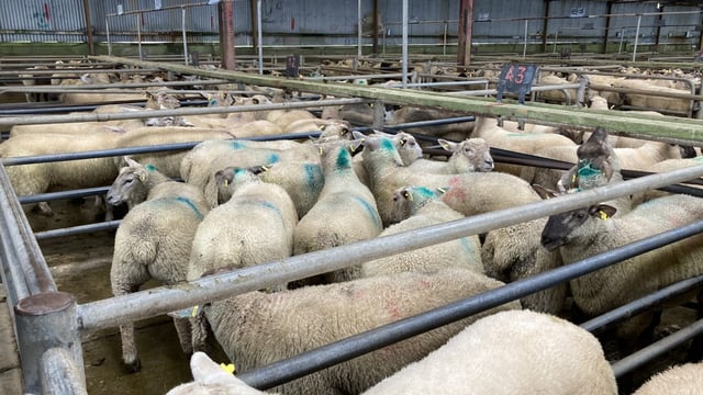 Sheep kill: Throughput back over 97,000 head on this time last year