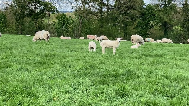 Average deadweight lamb prices in NI for May up £28 from last year