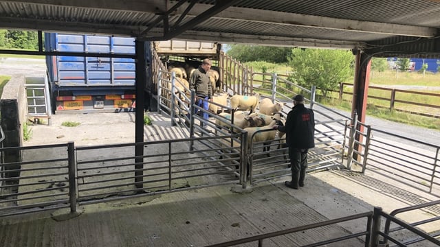 'The average lamb/hogget price for the year to date has just been short of €7/kg'