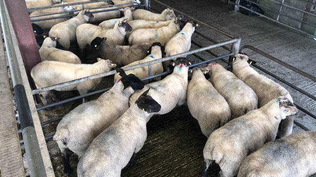 Trade for factory lambs sees the biggest hit at Loughrea Mart