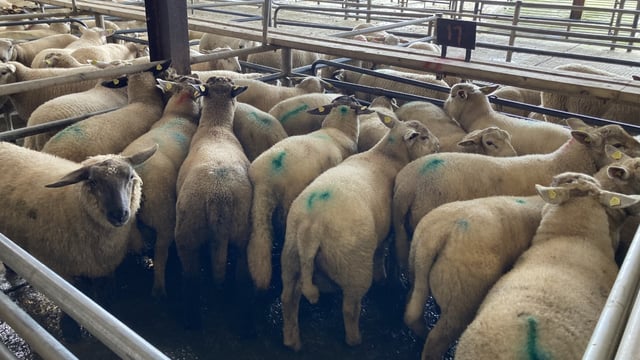 Sheep trade: Lamb prices come under further pressure