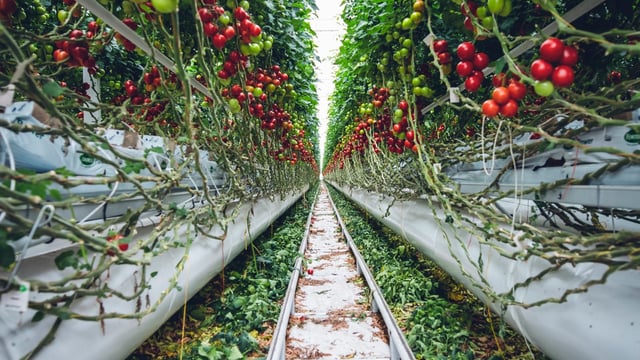 Novel practices of indoor, urban and vertical farming set to grow