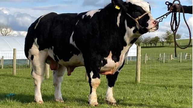 From Cork to Carlisle: Bull bred in Bandon sells for 15,000gns