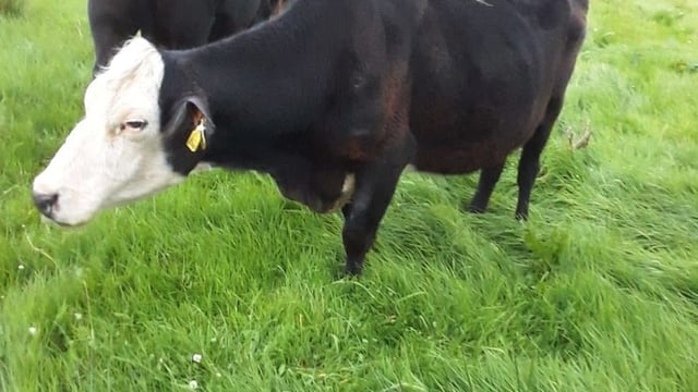 Oldest cow in Ireland could be in Co. Clare