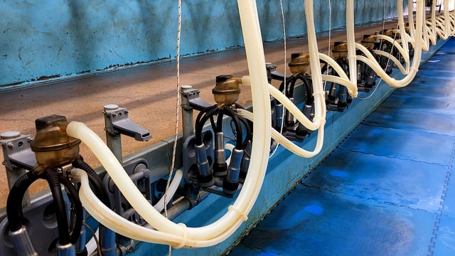 Global Dairy Trade: 4 on the bounce in latest index