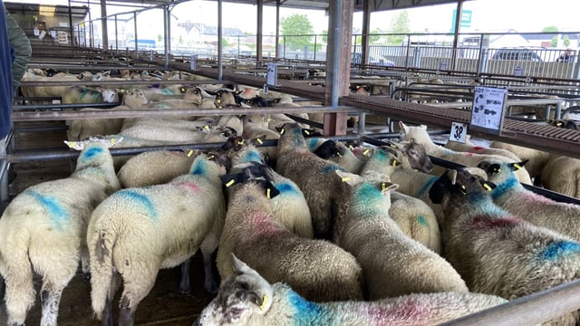 'Lamb prices improved by €3-4/head on last week' - Maura Quigley
