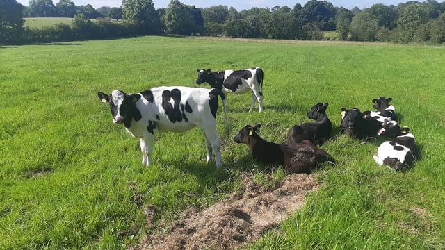 Stolen calves returned to farm of owner