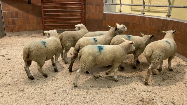 Sheep marts: Lamb prices back €4-8/head at sales last week