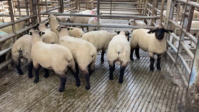 Sheep trade: Spring lamb prices fall below €9.00/kg